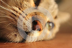 muzzle cat with eyes closed, closeup High quality