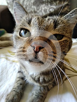 Muzzle of a cat looking at the camera