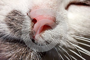 Muzzle cat white close-up of a beloved pet