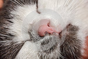 Muzzle cat white close-up of a beloved pet