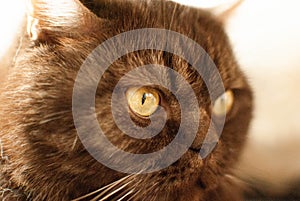 The muzzle of a British cat