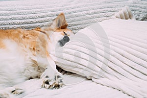 Muzzle close-up dog sleeping on a bed on a pillow in the apartment