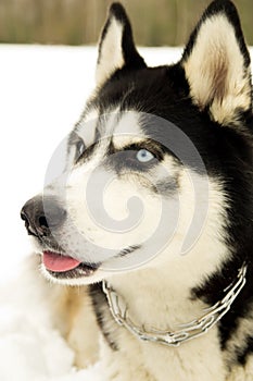 Muzzle close-up of Siberian Husky