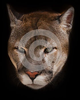 cougar close up, Orange Yellow Big Cat with Green Eyes Isolated on black background