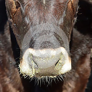 Muzzle of cow