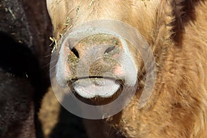 Muzzle of cow