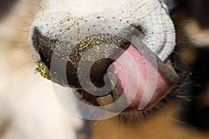 Muzzle of cow