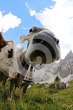 Muzzle of cow photographed with fisheye lens