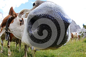 Muzzle of cow photographed with fisheye lens very close