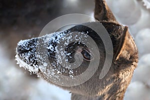 Muzzle deer in flakes of snow.