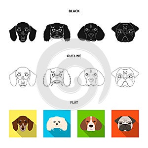 Muzzle of different breeds of dogs.Dog breed of dachshund, lapdog, beagle, pug set collection icons in black,flat