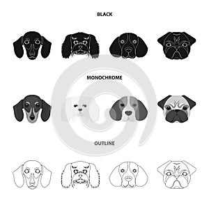 Muzzle of different breeds of dogs.Dog breed of dachshund, lapdog, beagle, pug set collection icons in black,monochrome