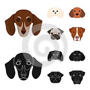 Muzzle of different breeds of dogs.Dog breed of dachshund, lapdog, beagle, pug set collection icons in cartoon,black