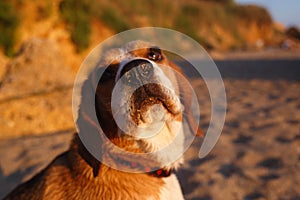 muzzle of a dog of breed beagle in the sand close-up. selective focus, blur