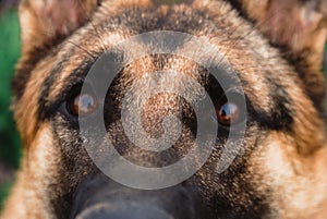 Muzzle of a dog close-up. The eyes of a German shepherd.