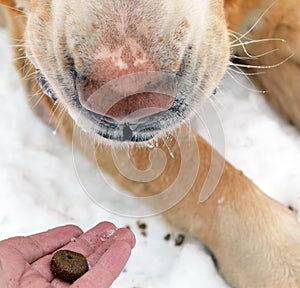 Muzzle of a dog of eating dogfood from a palm photo