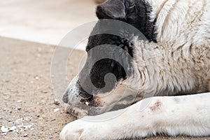 Muzzle of a dog gnawing a bone, close-up