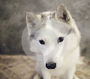 The muzzle of a dog Siberian Husky gray and white