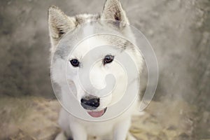 The muzzle of a dog Siberian Husky gray and white