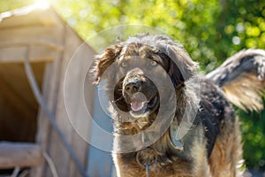 Muzzle dogs mongrels close-up natural background