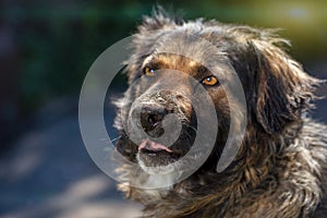 Muzzle dogs mongrels close-up natural background