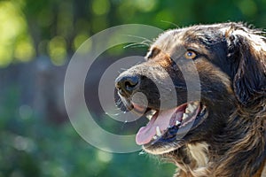 Muzzle dogs mongrels close-up natural background
