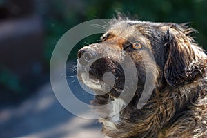 Muzzle dogs mongrels close-up natural background