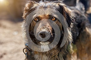 Muzzle dogs mongrels close-up natural background