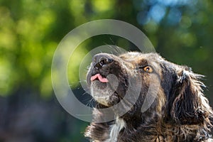 Muzzle dogs mongrels close-up natural background