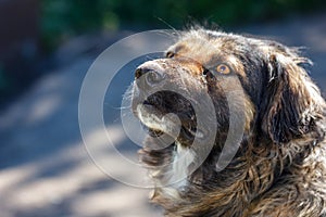 Muzzle dogs mongrels close-up natural background