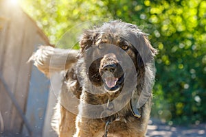 Muzzle dogs mongrels close-up natural background