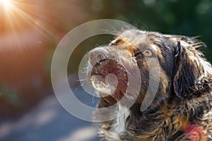 Muzzle dogs mongrels close-up natural background