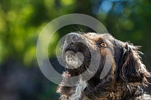 Muzzle dogs mongrels close-up natural background