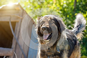 Muzzle dogs mongrels close-up natural background