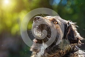 Muzzle dogs mongrels close-up natural background
