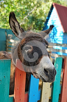 Muzzle of donkey