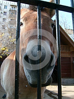 Muzzle of a donkey or brown horse due to a metal grill. An animal in a zoo or menagerie. Big nose with nostrils and look forward.