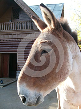 Muzzle of a donkey or brown horse in a zoo or menagerie. Big nose with nostrils, eye, two erect ears, looking forward. Animal face