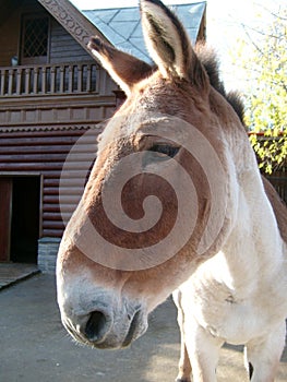 Muzzle of a donkey or brown horse in a zoo or menagerie. Big nose with nostrils, eye, two erect ears, looking forward. Animal face