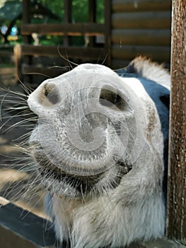 The muzzle of a donkey in close-up. Nostrils, lips, moustache