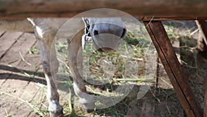 Muzzle of a donkey or horse, chewing hay, close-up. Farm life.