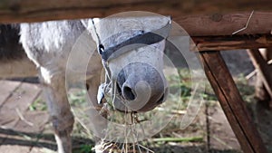 Muzzle of a donkey or horse, chewing hay, close-up. Farm life.