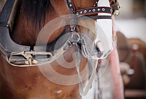 Muzzle is draught horse harnessed to a sled.