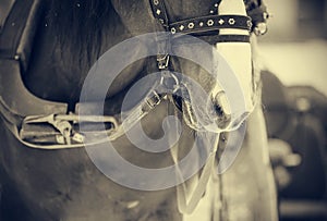 Muzzle is draught horse harnessed to a sled.