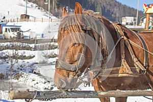 Muzzle drawn by a red horse close up