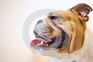 Muzzle English Bulldog with open mouth on white,