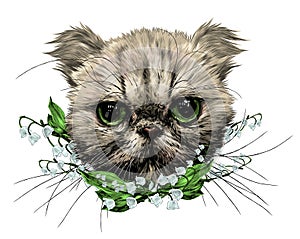 Muzzle of an Exot cat with a long mustache surrounded by bell flowers photo
