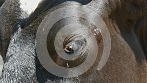 Muzzle and eye of a black cow close up view