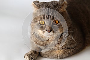 Muzzle of a fat Scottish Fold cat on a light background. Scared and pricked ears
