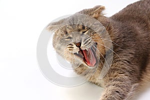 Muzzle of a fat Scottish Fold cat on a light background. Yawns lazily